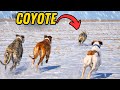 4 Days Coyote Hunting with Dogs! (DEEP SNOW)