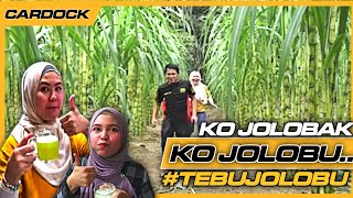 TEBU JOLOBU