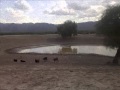 Los Invasores de Nuevo León Me Fui Llorando