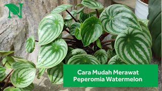 Cara Menanam Dan Merawat Tanaman Hias Peperomia Watermelon