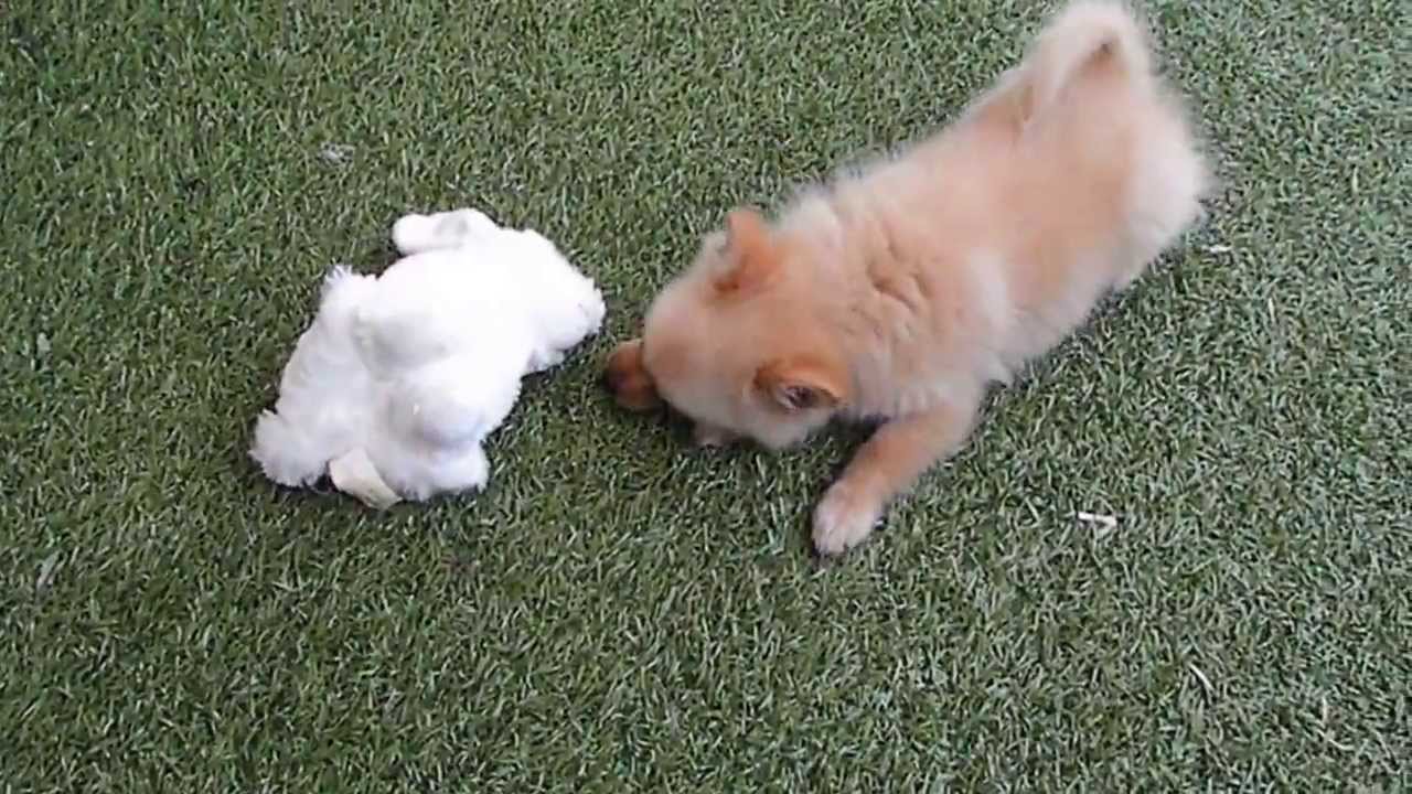 Iki Chien De Chasse Le Chien Drole Qui Met Sa Race Au Lapin