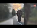 'Long walk home': Injured elephant tugs at Malaysians' heartstrings