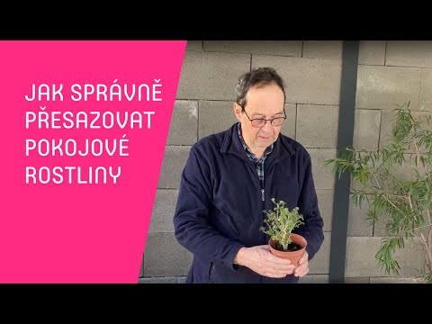 Video: Kdy zasadit pokojové rostliny?