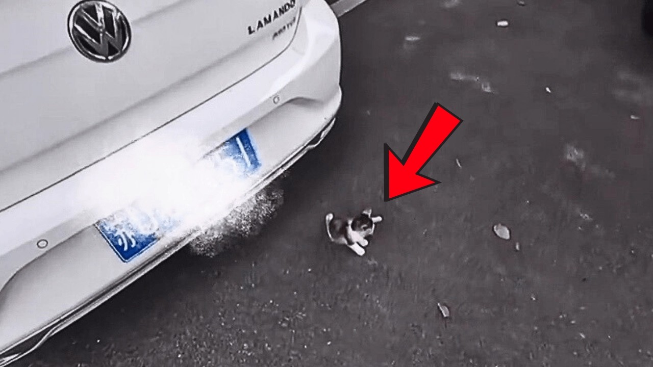 Все проходили мимо этого парализованного котёнка, лишь добрая девушка остановилась...