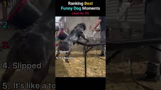 WHY IS MY DOG LIKE THIS? Funny Dog Moments 🐶 #funnydogs #shorts #pets