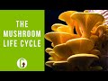 The Life Cycle Of Mushrooms (Including Timelapse Footage)