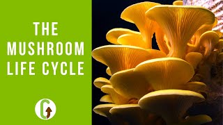 The Life Cycle Of Mushrooms (Including Timelapse Footage) | GroCycle
