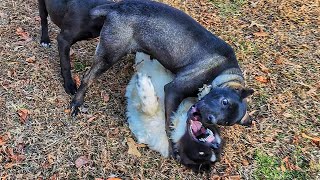 Cane Corso puppy teaches LGD puppy some manners