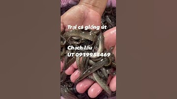 Trại cá giống đồng tháp, cá chạch lấu giống, ace ai cần mua gọi cho em nhé ĐT: 0919955469
