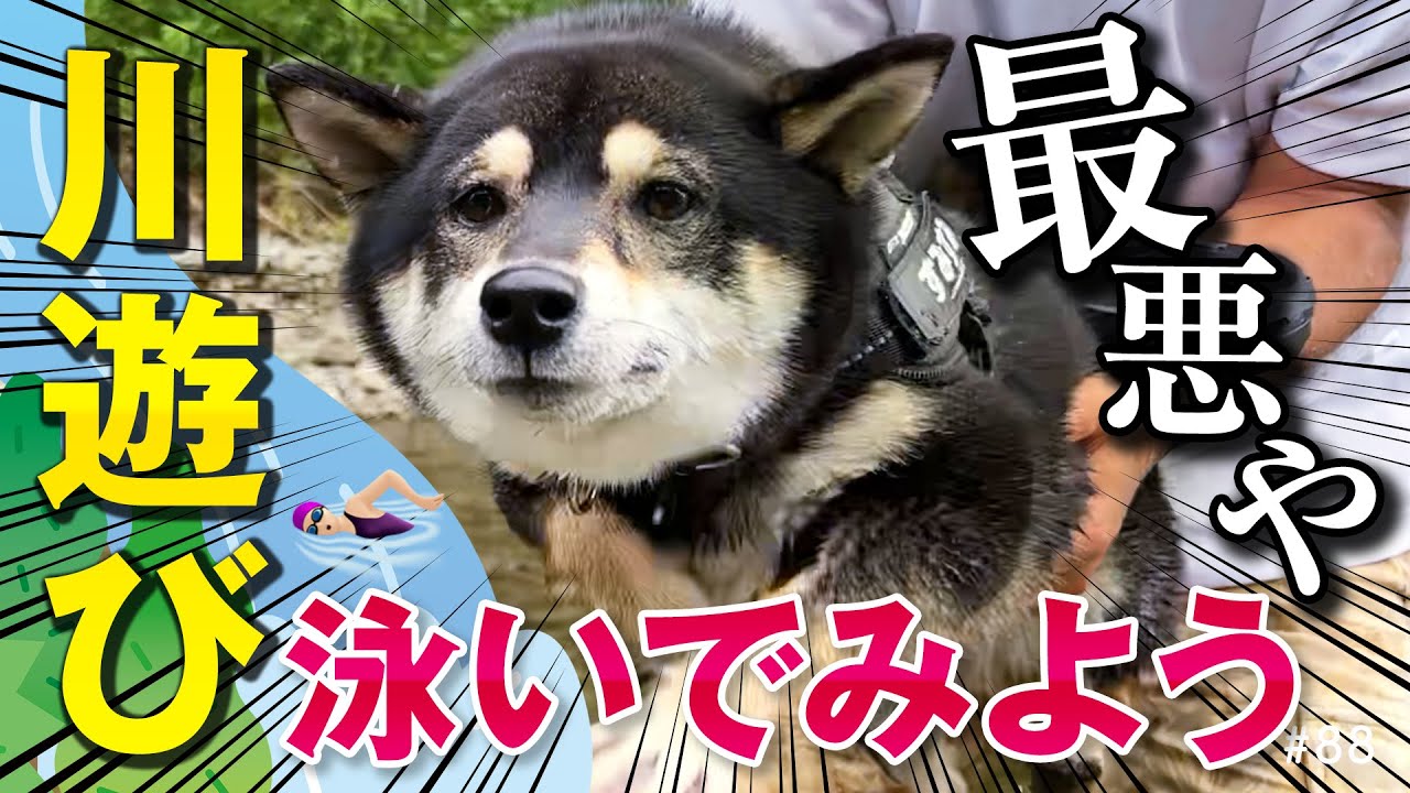 川遊びに来た柴犬だったが 冷たあっ 無理やって エア犬かきで奮闘する姿が応援したくなる ねとらぼ