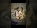Try Not to Smile Challenge — Puppy Edition 🐶😂