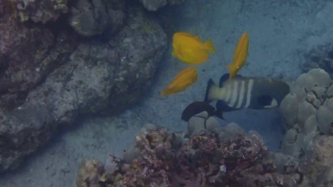 Snorkeling on the Big Island of Hawaii near the Fairmont Orchid - YouTube