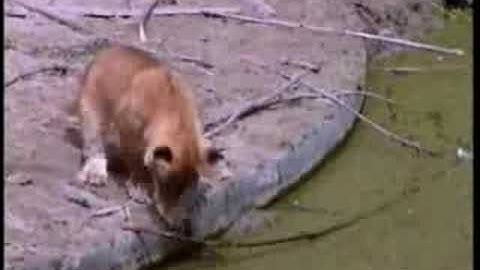 Leeuwen in diergaarde Blijdorp