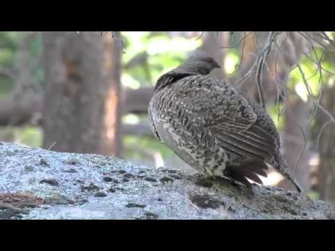 Dusky Grouse | Colorado 