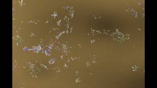 HexCell Artificial Life Genetic Cellular Automata Ecosystem