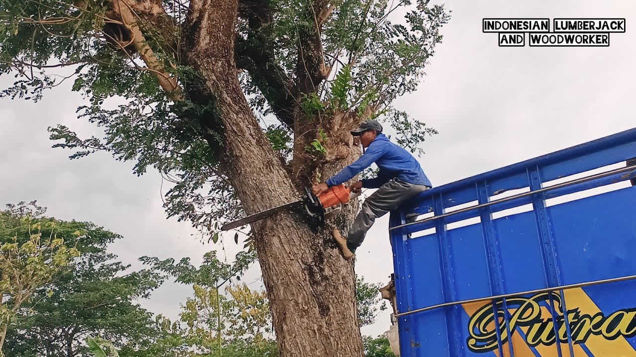 it's Crazy ... Cut down the trembesi tree, Stihl ms 881. - YouTube