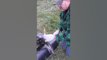 How to extract skunk essence