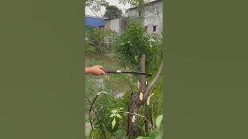 Tôi làm con dao quắm phát rẫy bằng thép mắt xích xe tăng chặt cây như chặt chuối vậy