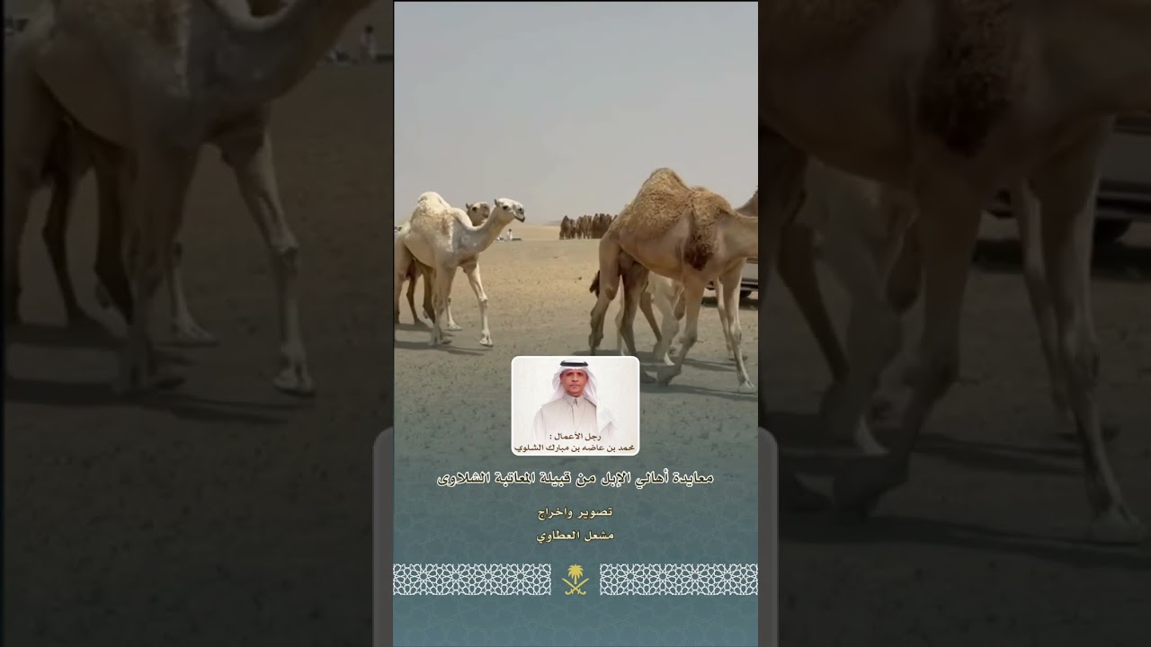 معايدة أهالي الإبل من قبيلة المعاتبة الشلاوى