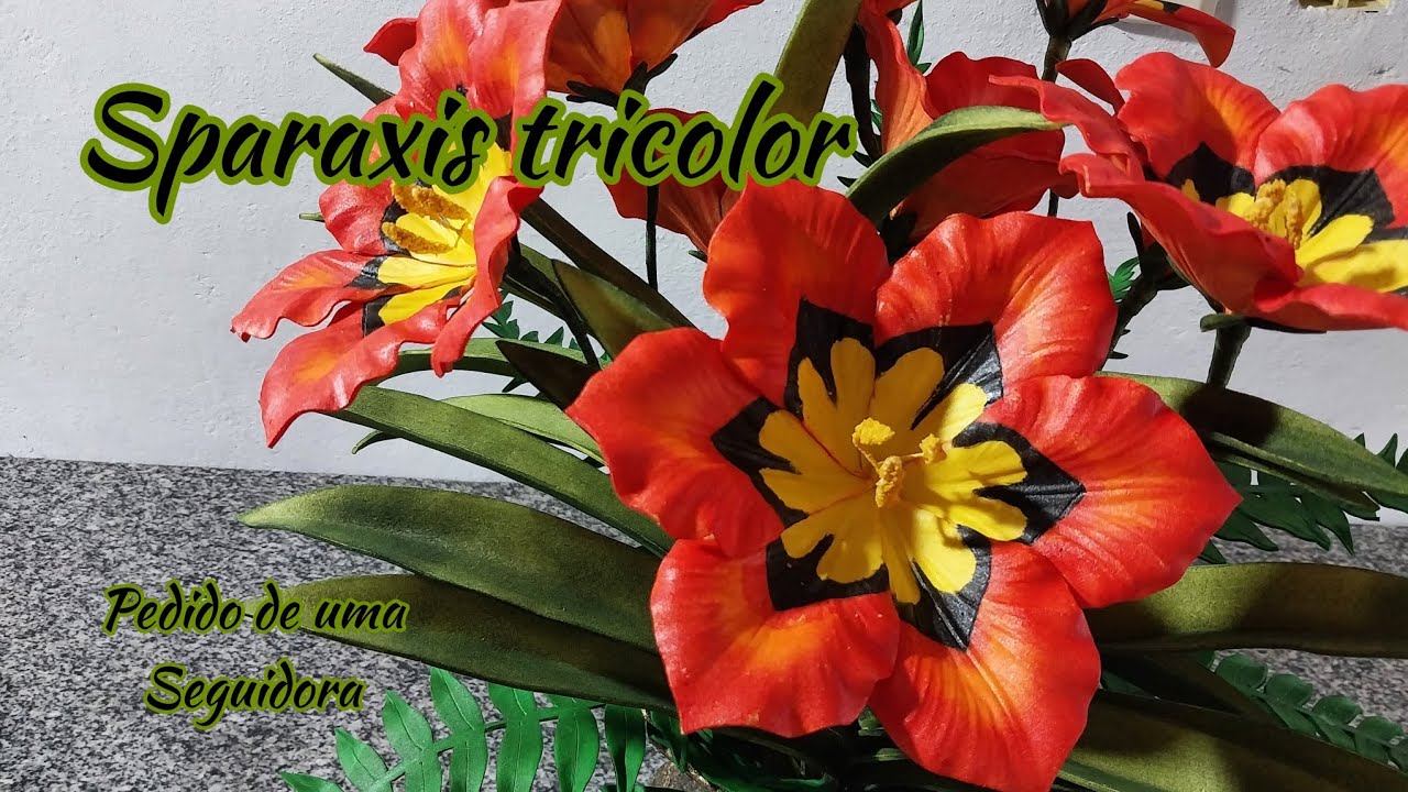 SPARAXIS TRICOLOR , com frisador de MFM Produções,pedido de uma seguidora 🌹🪴🌹🪴🌹