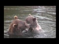 Grizzly Bears and Salmon, Katmai NP, Alaska 2008