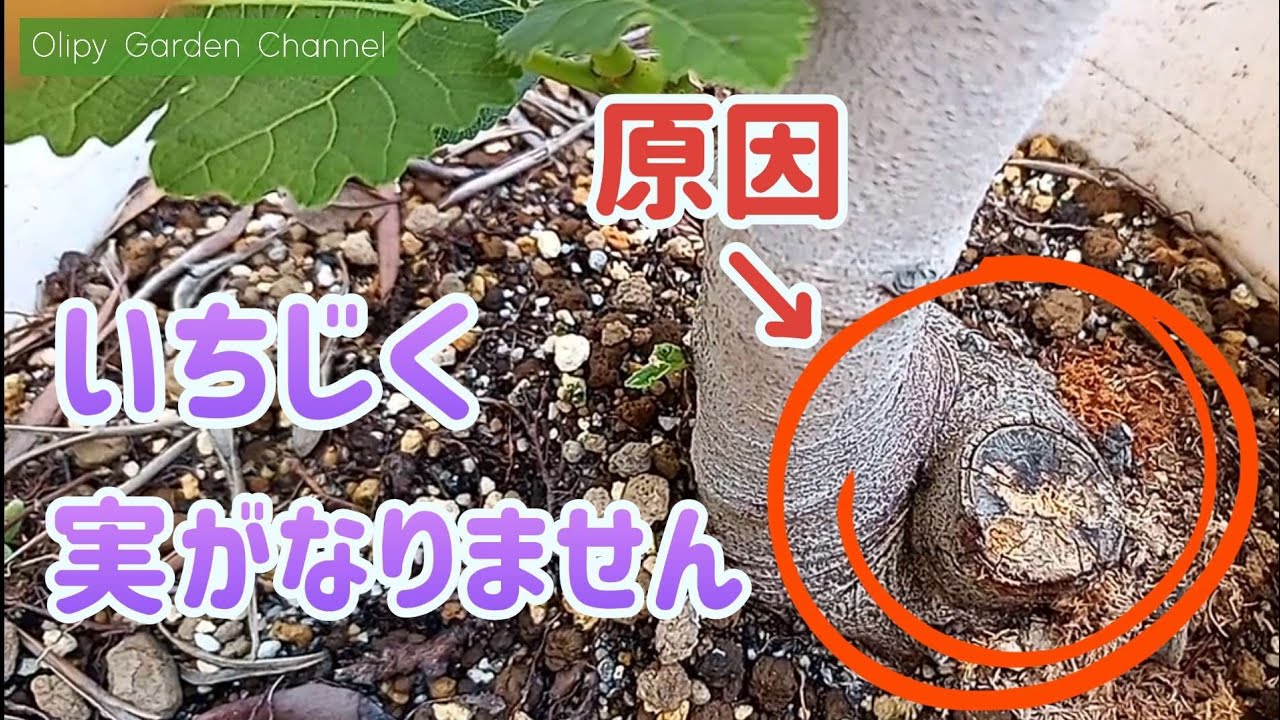 いちじくの育て方】1度も実なりません！原因はこれ！挿し木で増やし