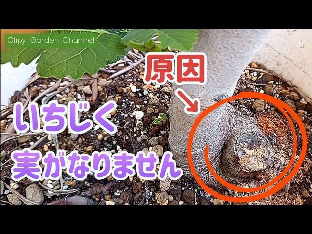 いちじくの育て方】1度も実なりません！原因はこれ！挿し木で増やし