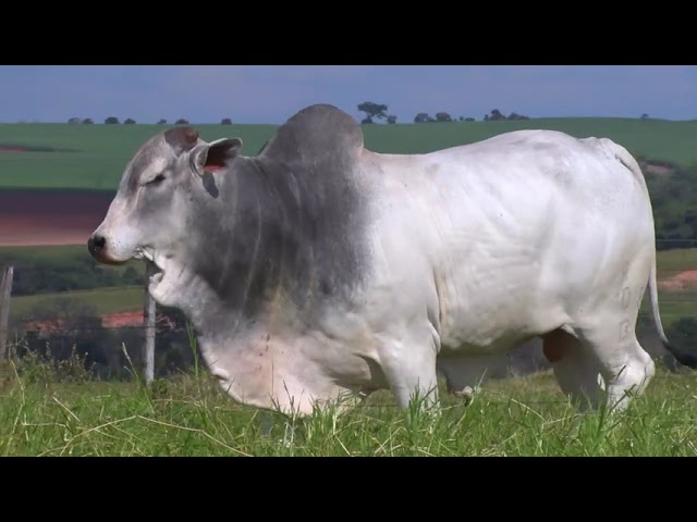 LOTE 30   BOA 2016 mp4