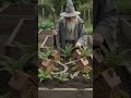 One wizard transforms a mossy corner into four DIY fairy toadstool gardens using concrete mushroom c