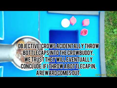 Crowbuddy's Biggest Problem in Phase 2 Just Revealed Itself