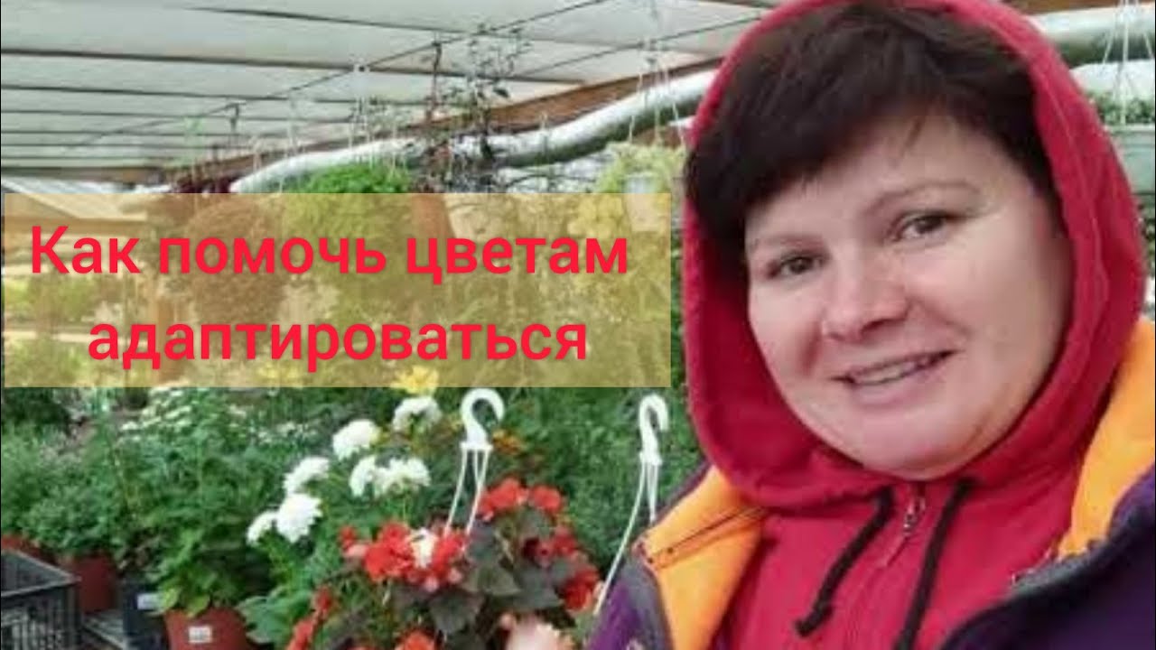 Занесла цветы в теплицу. У нас уже холодно! - YouTube