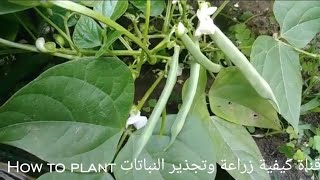 زراعة اللوبيا من البذرة الى الحصاد بخطوات سهلة واحصل على ثمار كثيرة وضمان نجاح الزراعة