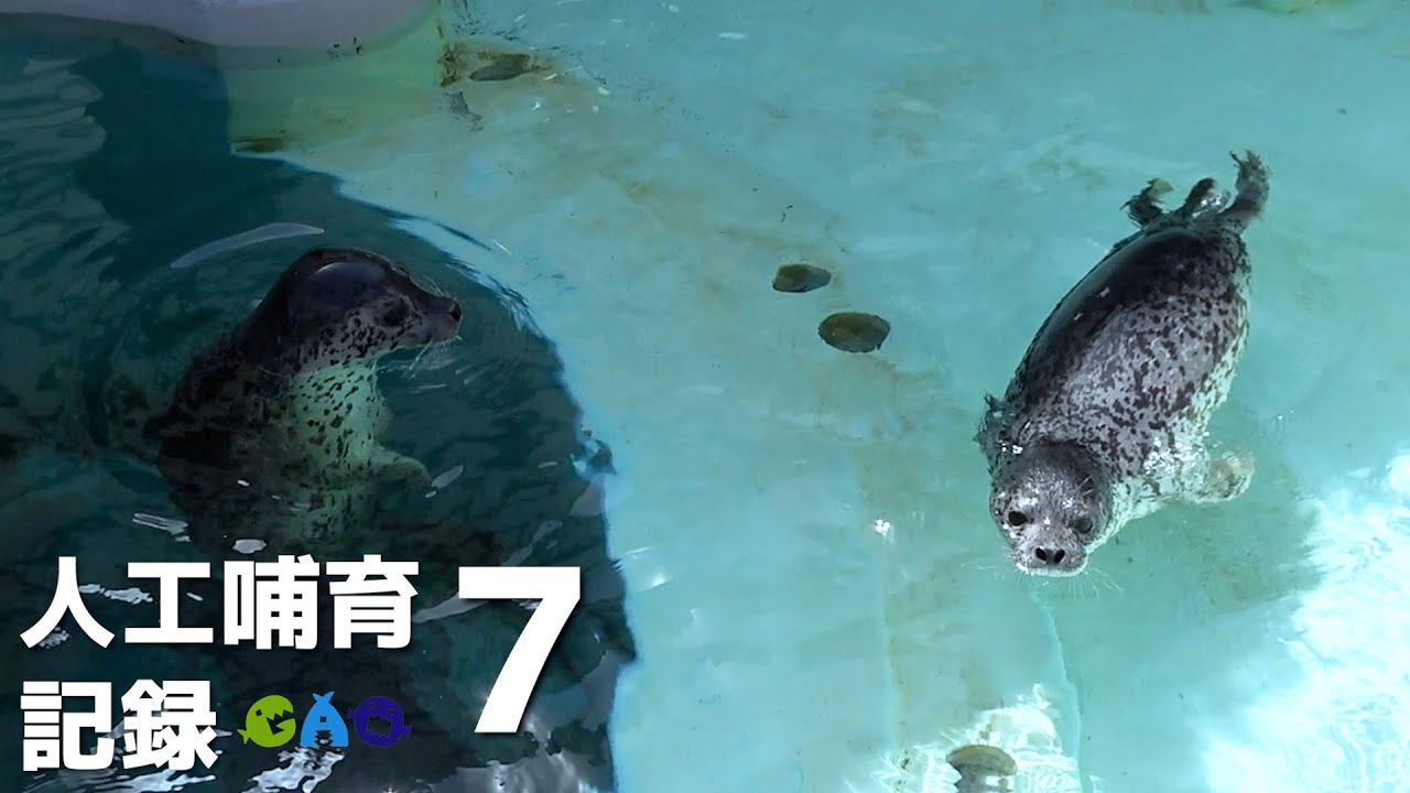 【ゴマフアザラシ】人工哺育になりまして7　柵を外しておんぷと初対面！