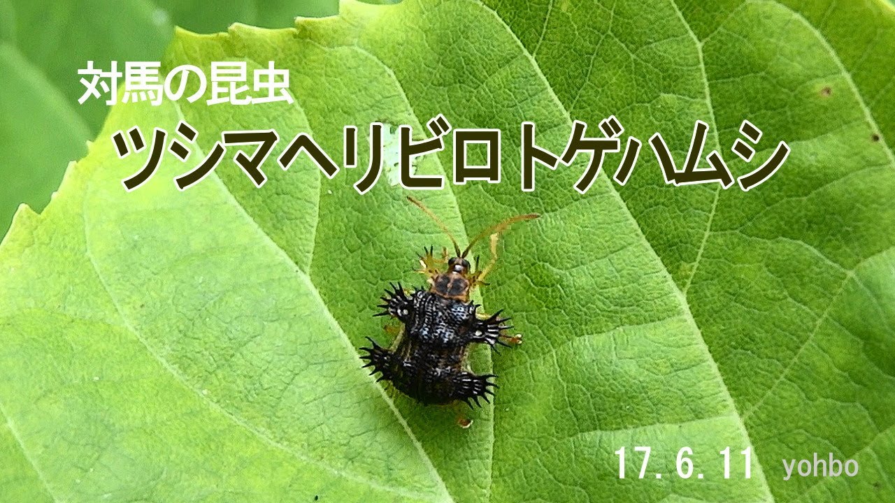 6mm】ツシマヘリビロトゲトゲに酷似のカメルーンのトゲトゲの一種 標本