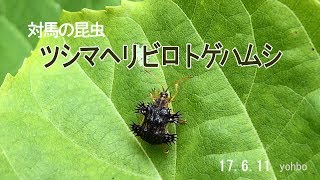 ツシマヘリビロトゲハムシ