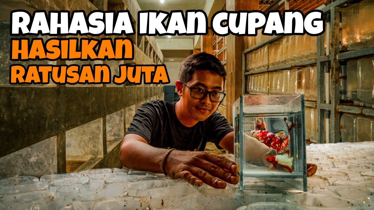 Pengusaha Muda Sukses Hasilkan Ratusan Juta di Usia 20an, Berkat Inovasi Dalam Beternak Ikan Cupang