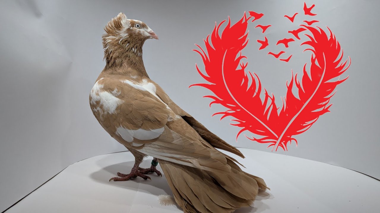 Walentynki -parowanie gołębi i pierwsze loty po przerwie zimowej 