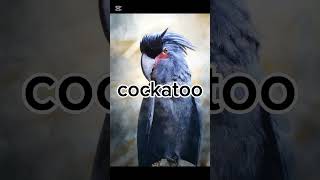 Only 1% Can Guess the IMPOSSIBLE Bird! 🔊❌ (Jungle Sound Challenge) #shorts #nature