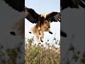الحيوانات المفترسة صقر يخطف شبل الاسد عالم الحياة البرية جمال الطبيعة Animals الحيوانات Lion 