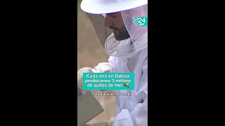 🐝 GALICIA | No Día das ABELLAS os apicultores REIVINDICAN a función deste insecto