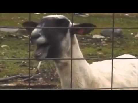 Taylor Swift - I knew you were trouble Ft. Screaming goat