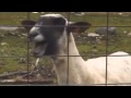 Taylor swift  i knew you were trouble ft screaming goat