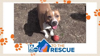 16 To The Rescue: Nya