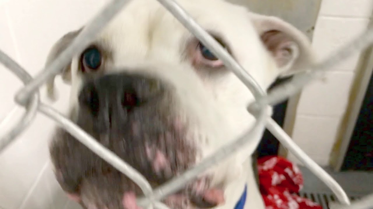 Long Term Adoptable Dogs in Maryland Animal Shelter YouTube