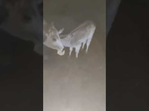 What happens to cows at night