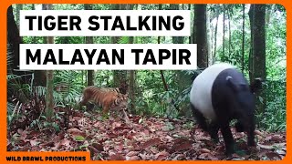 TAPIR VS PREDATORS | Rare interactions between Tapir and Tiger, Jaguar, Andean Bear & Caiman