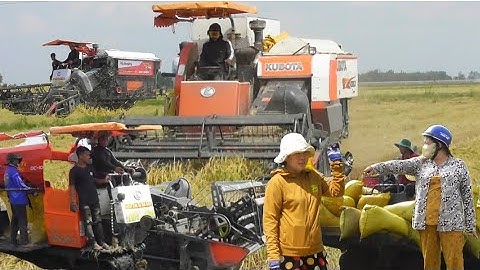 máy cắt độ cắt lúa ô em 18 công 10 bao giá lúa bán 5700₫K nông dân thang lổ # maibangtv 