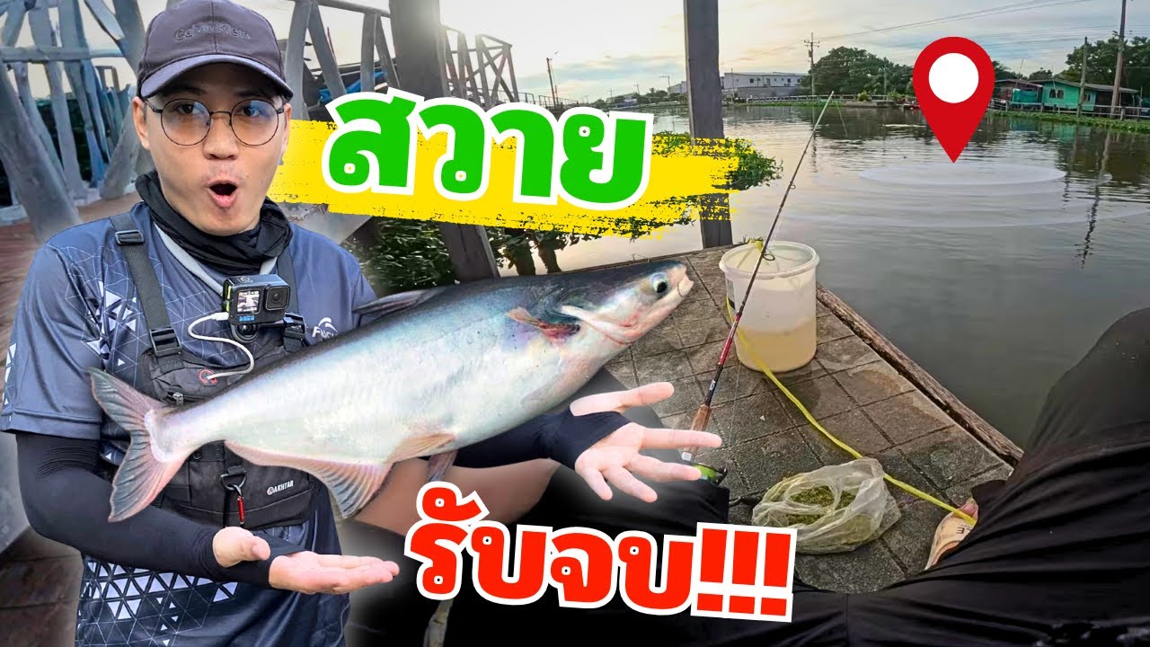 ตกปลาช่อนเหยื่อสดไม่ได้ ต้องเจอสวายรับจบ!!