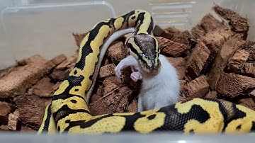 Timelapse - Ball Python Eating a Rat
