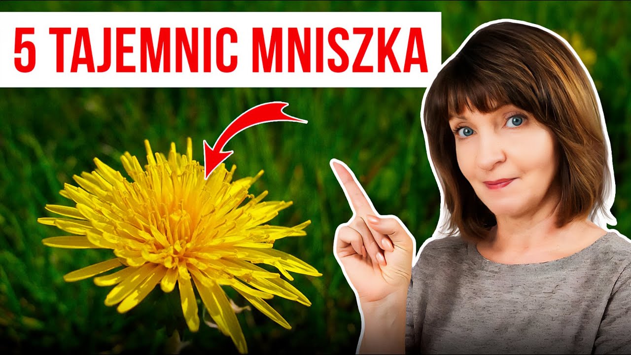 MNISZEK LEKARSKI zastosowanie. 3 SKUTECZNE przepisy na 5 częstych dolegliwości